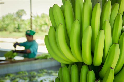 Ecuadors Banana Exports Slip In 2022 Eurofresh Distribution