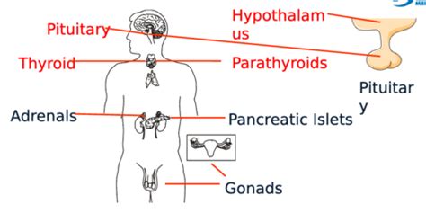 PITUITARY + HYPOTHALAMUS PHYSIOLOGY Flashcards | Quizlet