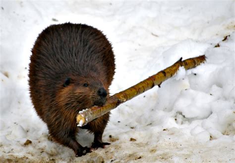 Beavers - What is the beaver - Hamilton College