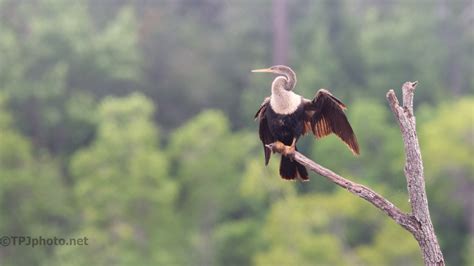 Anhinga, Snake Bird | TPJphoto.net