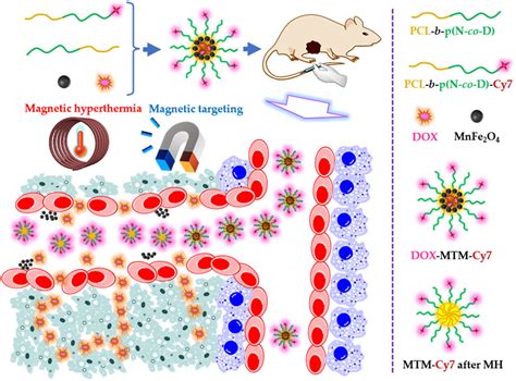 Frontiers Enhanced Tumor Penetration For Efficient Chemotherapy By A