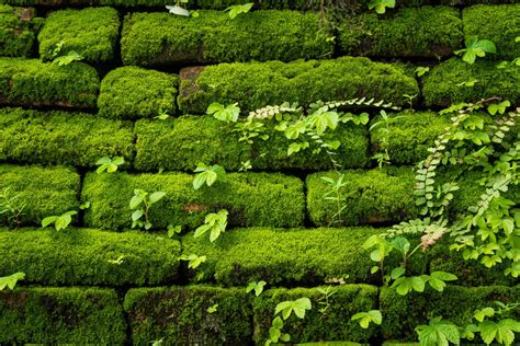 How To Kill Moss On Brick Inside Out Property Inspectors