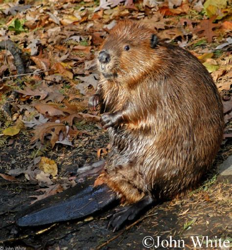 American Beaver State Of Tennessee Wildlife Resources Agency