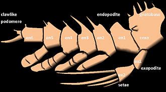 Agnostus - Wikipedia