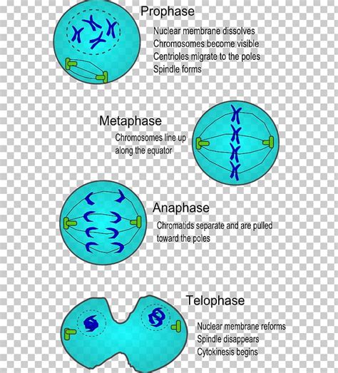 Cell Division Mitosis Cell Cycle Cytokinesis Png Clipart Area Cell