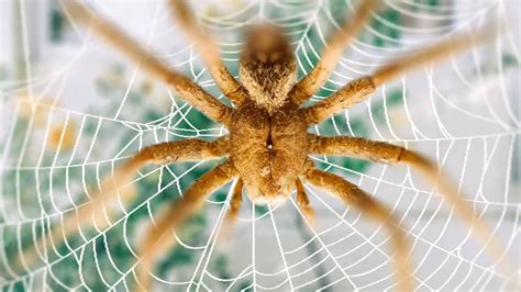 Brazilian Wandering Spider: Size, Bite, Diet and Other Facts