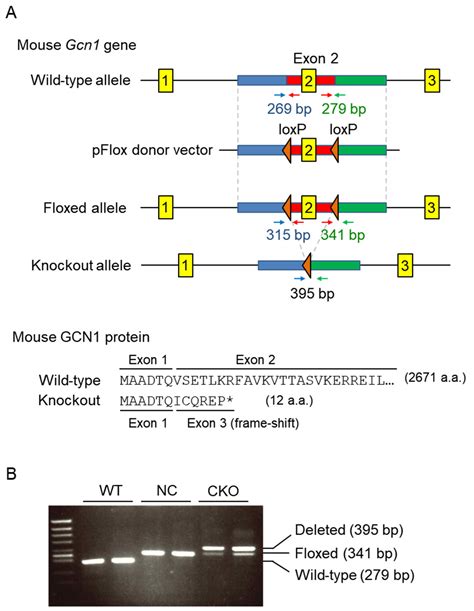 Ijms Free Full Text Inducible Systemic Gcn1 Deletion In Mice Leads