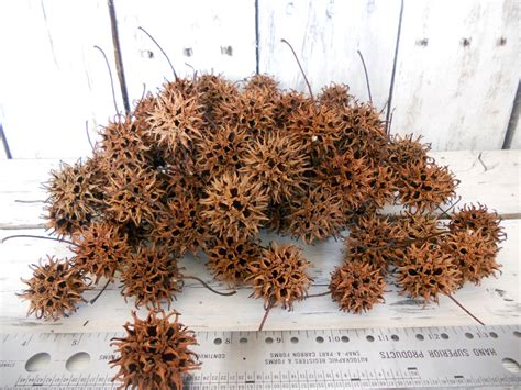 180 Sweet Gum Tree Balls Spiky Balls Witches Burr Seed Etsy