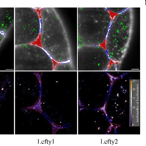 Mobility Of Morphogens In Cell Cell Interfaces And Extracellular