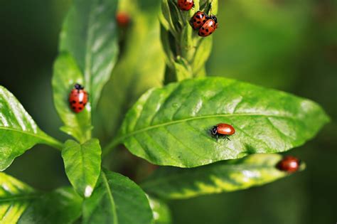 Hoja Naturaleza Flora Al Aire Foto Gratis En Pixabay Pixabay