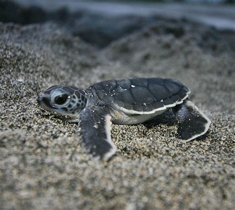 baby Turtle - Sea Animals Photo (39743630) - Fanpop