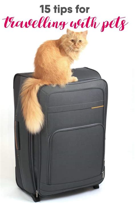 15 Tips For Travelling With Pets Simply Stacie