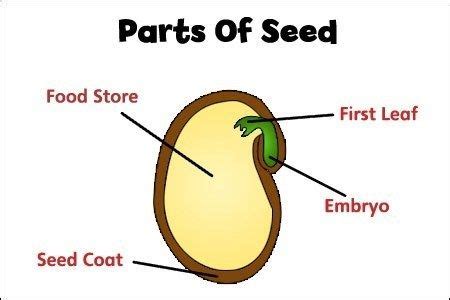 Flower Structure Diagram Seed Reproduction Sexual Structure