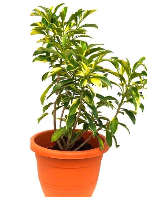 African Jasmine Variegated Exotic Foliage • Teo Joo Guan