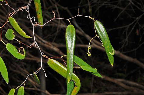 Plant Smilacaceae Image At Phytoimages Siu Edu