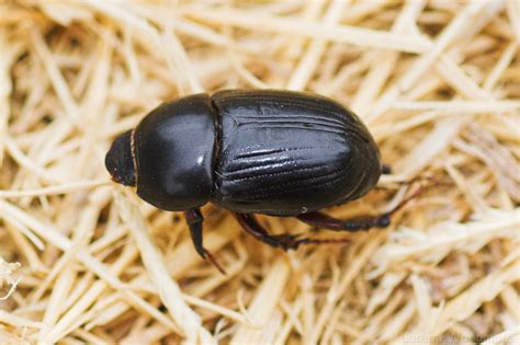 Black Ground Beetle Diet - digestposts