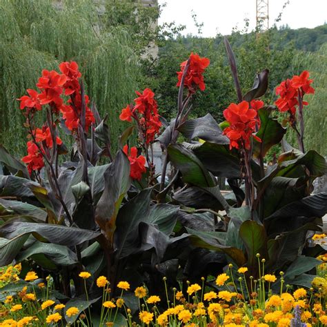 Cannas Giant Black Knight Plants Bulbs Seeds At Lowes