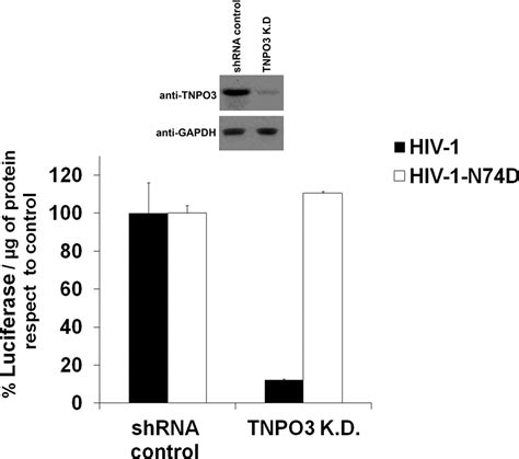 Nup153 And Nup98 Bind The Hiv 1 Core And Contribute To The Early Steps