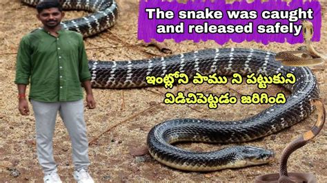 The Snake Was Caught And Released Safely Snake 🐍 Releasing In Forest