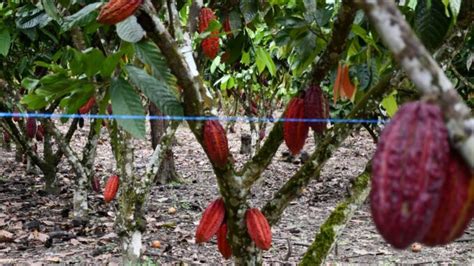 En San Mart N Mejorar N Producci N De Cacao Con Fertilizantes