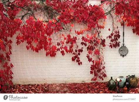 autumn wall Garden Autumn - a Royalty Free Stock Photo from Photocase