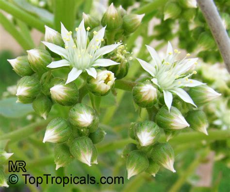 Aeonium sp., Aeonium