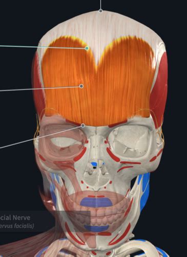 Anatomy Lab Axial Skeleton Head Face Neck Torso Flashcards Quizlet