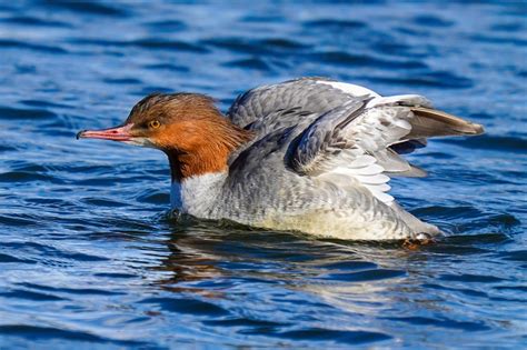 Vögel Vogelarten Moosburger Stausee