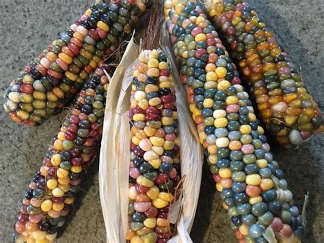 Glass Gem Corn Seed Etsy