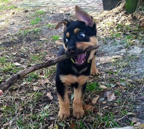 Getting To Know The German Shepherd Rottweiler Mix