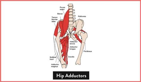 Hip Adductor Exercises 10 Must Do Exercises Fitbod