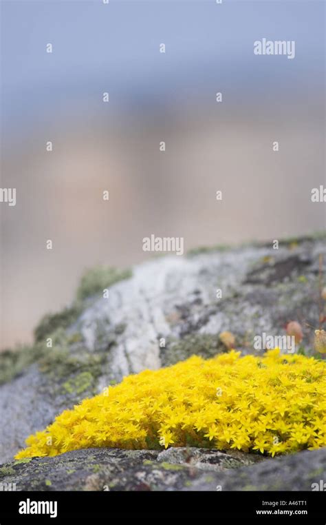 Sedum acre flowers Stock Photo - Alamy