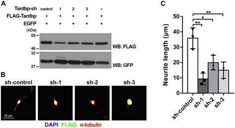 Multiple Knockout Mouse And Embryonic Stem Cell Models Reveal The Role