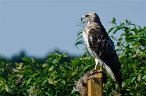 Red-Tailed Hawk with Captured Prey Stock Photo - Image of prey ...