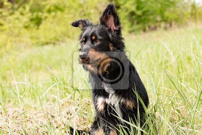 Border Collie Belgischer Sch Ferhund Mix Schwarz Braun Border