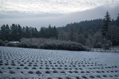 Snowy Lavender Field At Lavender Farm Loft In Oregon Wine Country