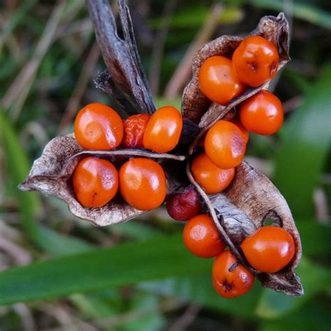 tree with red flowers and seed pods - Better Health Blogs Image Bank