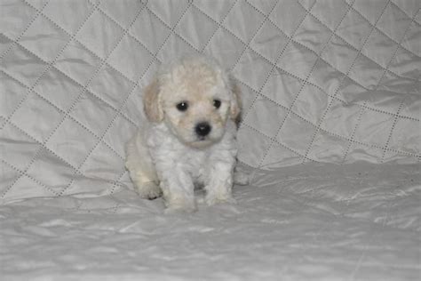 Precio De French Poodle Mini Toy En Chapinero