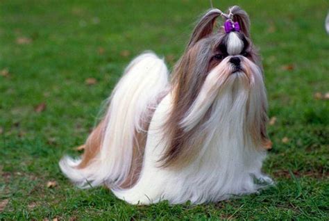 Perro Shih Tzu Fotos Características Cuidados De Razas De Perros