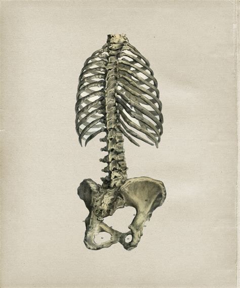 Posterior Human Spine And Rib Cage Print