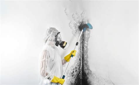 Mold Remediation Isg Environmental Services