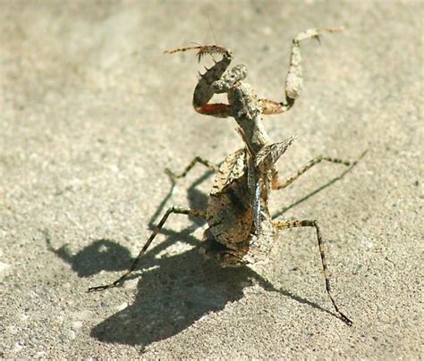 Florida Bark Mantis Gonatista Grisea Bugguidenet