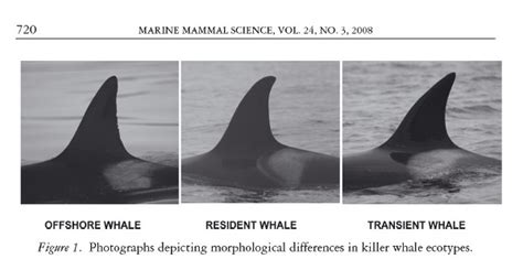 - Transient Orcas in the Pacific Northwest