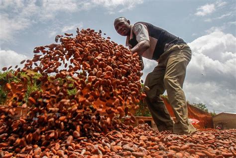 COP15 en Côte dIvoire limmense défi du cacao durable