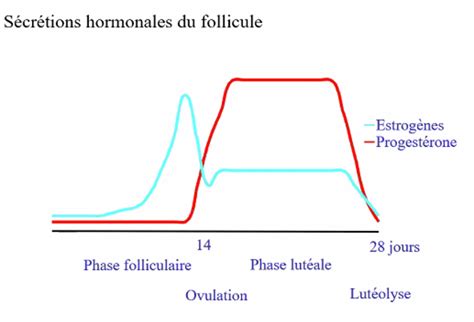 LH phase lutéale UE9 BDD BDR Tutorat Associatif Toulousain