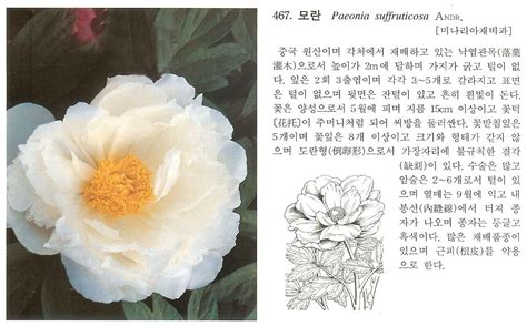 작약속 Paeonia LINN