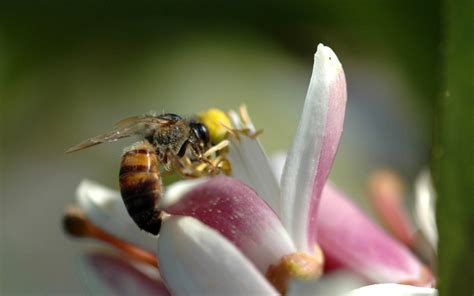 Bee, Willow, Fly, Pollination, Insect wallpaper - Coolwallpapers.me!