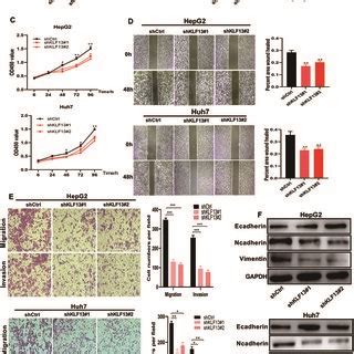 Hmgcs Suppresses The Proliferation And Migration Of Hcc Cells A B