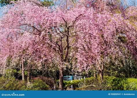 Small Cherry Blossom Tree In Full Bloom Surrounded By Green Hedge