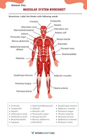 Muscular System Worksheets WorksheetsGO